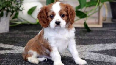 cavalier king charles spaniel for sale