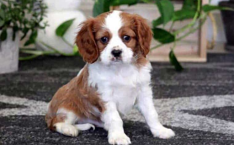 Cavalier King Charles Spaniel for Sale Guide cavalier king charles spaniel for sale