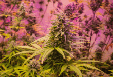 How Legacy GeneticsHow Legacy Genetics