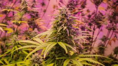 How Legacy GeneticsHow Legacy Genetics